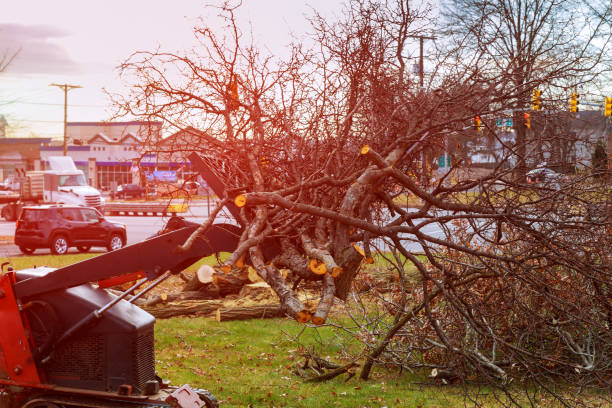 Best Tree Removal  in Toronto, OH